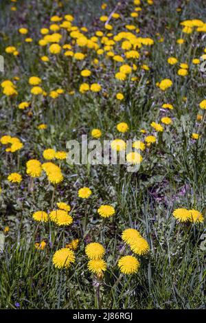 Gelber Löwinenzapfen (Taraxacum officinale) wächst im Frühsommer in Vilnius, litauen Stockfoto