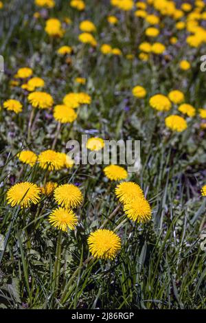 Gelber Löwinenzapfen (Taraxacum officinale) wächst im Frühsommer in Vilnius, litauen Stockfoto