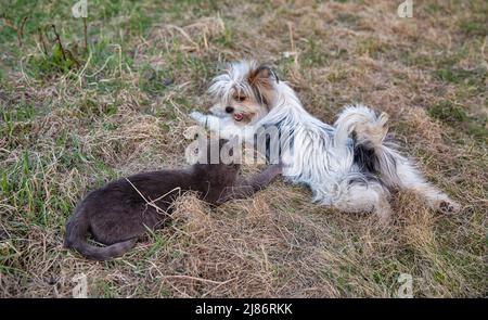 schottisch graue Katze und Schoßhund spielen im Garten Stockfoto