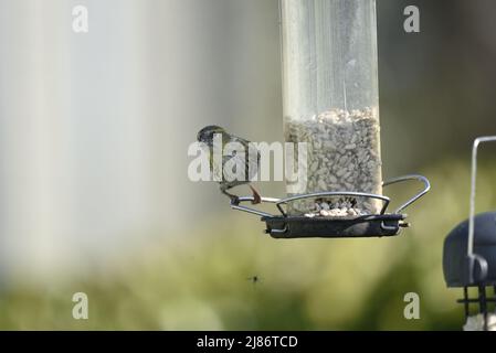 Weibliche eurasische Siskin (Corduelis spinus), die vor einem verschwommenen Hintergrund vor einer Kamera auf der linken Seite eines Sonnenblumenherzen-Feeders mit Fly Beneath steht Stockfoto