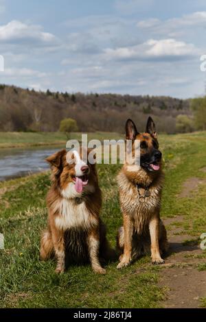 Deutsche und australische Schäferhunde sitzen im Gras gegen den Fluss und lächeln. Zwei reinrassige gehorsame Hunde warten zusammen. Region Moskau, die Moskwa Stockfoto