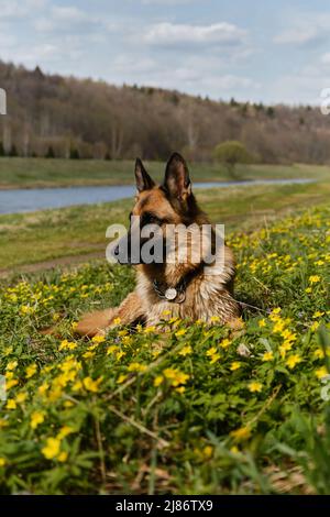 Ein deutscher Schäferhund ruht im Park auf der Lichtung wilder gelber Primeln. Hochformat im Profil. Ein schöner junger Hund auf einem Spaziergang an warmen sonnigen Frühlingstag Stockfoto
