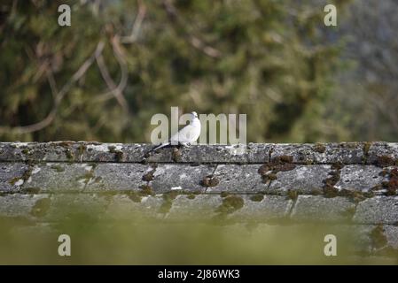 Rechtsprofilierte Aufnahme einer eurasischen Kragentaube (Streptopelia decaocto) mit dem Kopf zur Kamera gedreht, auf einem Dach in der Sonne in Wales, Großbritannien, April Stockfoto