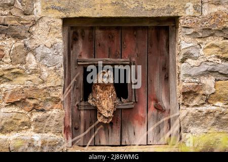 Waldkauz im Scheunenfenster Stockfoto