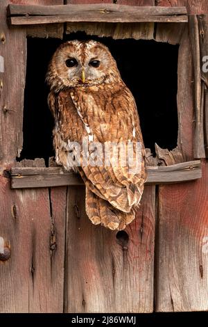 Waldkauz im Scheunenfenster Stockfoto