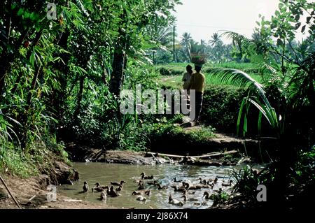 Enten in einem Teich in der Nähe von Ubud, Bali 1984 Stockfoto