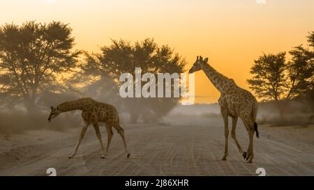 Zwei Giraffen auf Safari-Straße bei Sonnenaufgang im Kgalagadi Transfrontier Park, Südafrika; specie Giraffa camelopardalis Familie von Giraffidae Stockfoto