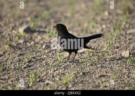 Nahaufnahme eines männlichen Amsel (Turdus merula) im linken Profil auf einem Crop Farm Field in the Sun in Mid-Wales, Großbritannien im April Stockfoto