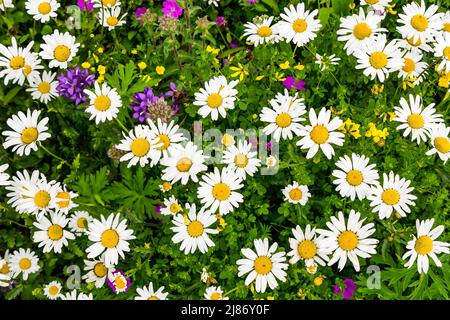 Wildblumengarten: Apfenfuss, Butterblume, Gänseblümchen, Schottland, Großbritannien Stockfoto