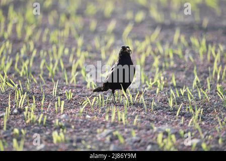 Nahaufnahme eines männlichen Amsel (Turdus merula) mit einem Schneckenschnabel, gegen ein sonnenhervorgehobenes Erntefeld in Mittel-Wales im April Stockfoto