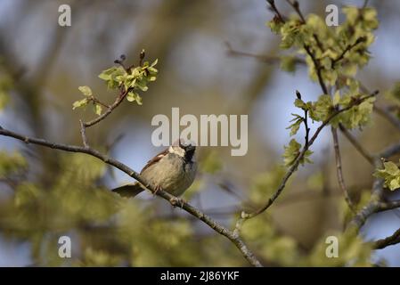 Männlicher Haussparrow (Passer domesticus), der auf einem diagonalen Zweig im Vordergrund des Bildes thront, der Kamera zugewandt, Augen in Sonne gegen Himmel hervorgehoben Stockfoto