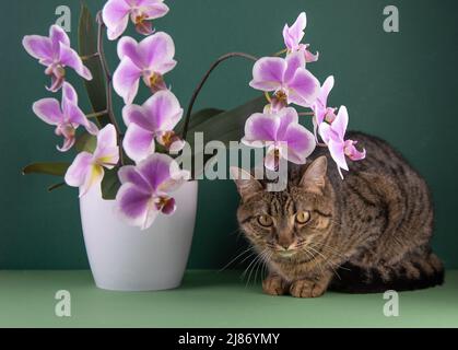 Rosa Orchidee und Katze. Weiße purpurrote ple phaenopsis Knospen. Phalaenopsis Innenblume. Blumen auf grünem Hintergrund. Blühende Orchideen im Topf aus nächster Nähe. Stockfoto