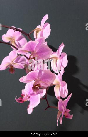 Rosa Orchidee zwei Zweige. Weiße purpurrote ple phaenopsis Knospen. Phalaenopsis Innenblume. Blumen auf grünem Hintergrund. Blühende Orchideen aus nächster Nähe. Stockfoto