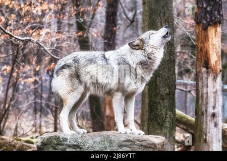 Einsamer grauer Wolf heult im Wald Stockfoto