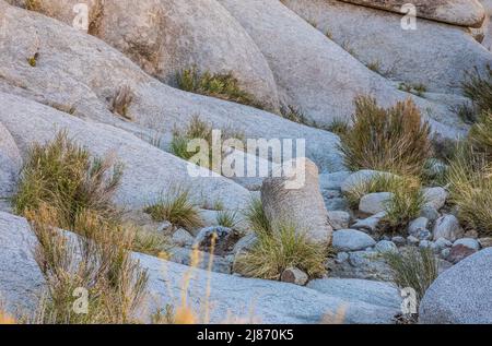 Felsen Sträucher und Gräser im offenen Schatten des Rattlesnake Canyon, Joshua Tree National Park. Stockfoto