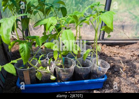 Tomatensämlinge, Sämlinge Tomatenjunge grüne Pflanzen im Gewächshaus beginnen zu blühen Stockfoto