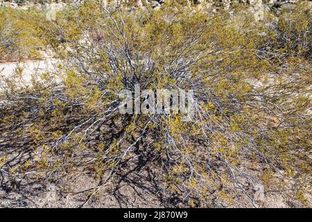 Nahaufnahme eines Kreosoten-Busches im Rattlesnake Canyon, Joshua Tree National Park, Kalifornien, USA Stockfoto