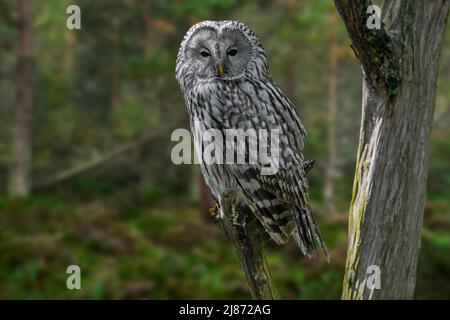 Uralkauz (Strix uralensis) thront in einem Baum in Nadelwäldern, beheimatet in Skandinavien, dem bergigen Osteuropa und Russland Stockfoto