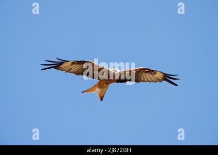 Roter Drachen (Milvus milvus) im Flug, der gegen den blauen Himmel ragt Stockfoto