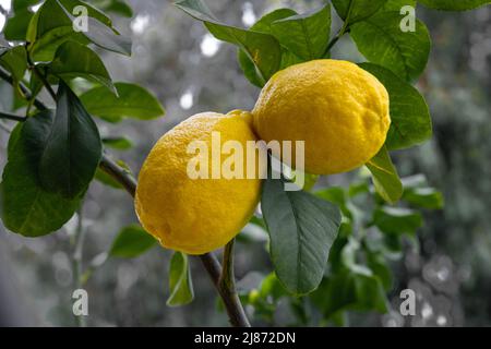 Nahaufnahme von Zitronen hängen von einem Baum in einem Zitronenhain Stockfoto