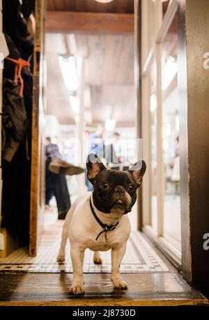 Französische Bulldogge in der Tür Stockfoto