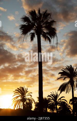 Palmen wurden beim Sonnenuntergang in Puerto de la Cruz, Teneriffa, als Silhouetten gepflanzt. Die Sonne ist tief am Himmel. Stockfoto