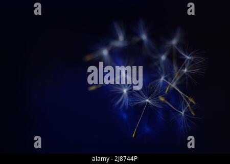 Zarte Samen aus der Dandelion-Blume auf dunkelblau glänzendem Raum. Stockfoto