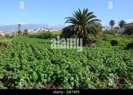 Eine spanische Finca, oder Farm Plantage, Kartoffeln anbauen, in der Nähe der Stadt Los Realejos, auf der Insel Teneriffa, Kanarische Inseln, Spanien. Stockfoto