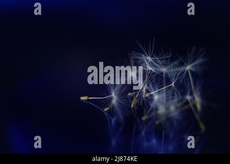 Flauschige Nelken-Blumensamen auf dunkelblau glänzendem Raum. Stockfoto