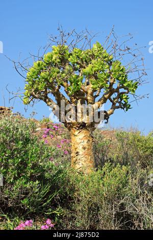 Ein Butterstrauch (Tylecodon paniculatus), Namaqualand, Südafrika Stockfoto