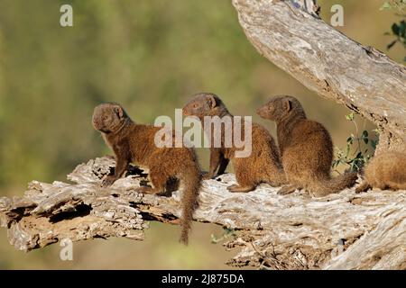 Zwergmungos (Helogale parvula), die sich im Sonnenlicht sonnen, Kruger National Park, Südafrika Stockfoto