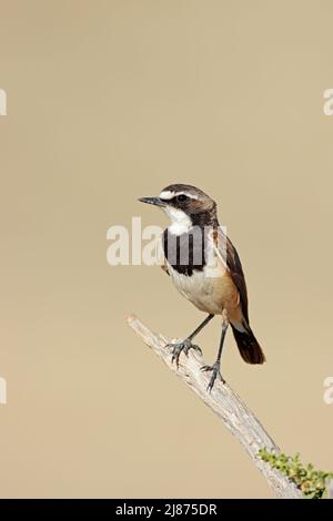 Ein mit einer Kappe bedeckter Weizenohr (Oenanthe pileata), der auf einem Zweig in Südafrika thront Stockfoto