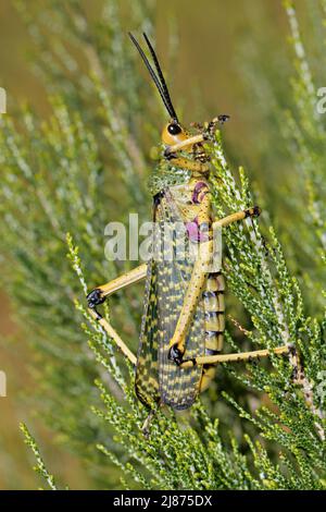 Die Milchkrautheuschrecke (Phymateus spp.) sitzt auf einer Pflanze, Südafrika Stockfoto