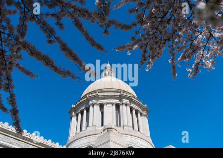 US-Hauptstadt mit Sakura-Blüte. Washington State Capitol. Gesetzgebendes Gebäude in Olympia Stockfoto