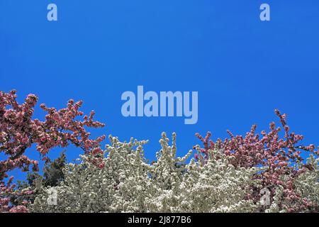 Frühlingsblüten mit blauem Himmel, Platz für Typ Stockfoto