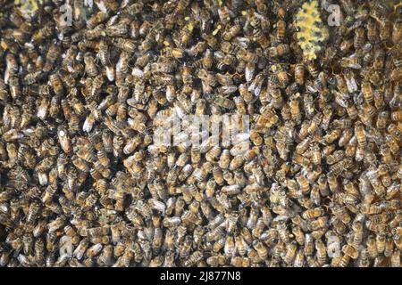Nahaufnahme eines Bienenschwarms durch das Glas Stockfoto