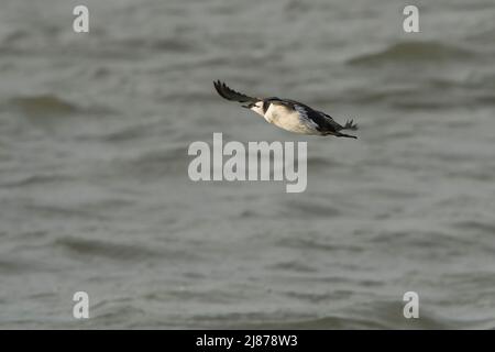 Gewöhnlicher Guillemot (Uria aalge) im Winter im Fluge über der Noth-See Stockfoto