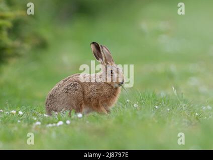 Ein junger Brown Hare Leveret sitzt seitlich auf der Wiese und frisst die langen Gräser. Suffolk, Großbritannien. Stockfoto