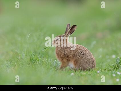 Ein kleiner junger brauner Hase Leveret sitzt seitlich auf der Wiese und kauen auf den langen Gräsern. Suffolk, Großbritannien. Stockfoto