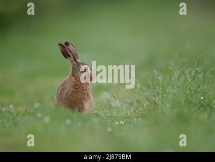 Ein junger brauner Hase Leveret sitzt seitlich auf der Wiese und kauen auf den langen Gräsern. Suffolk, Großbritannien. Stockfoto