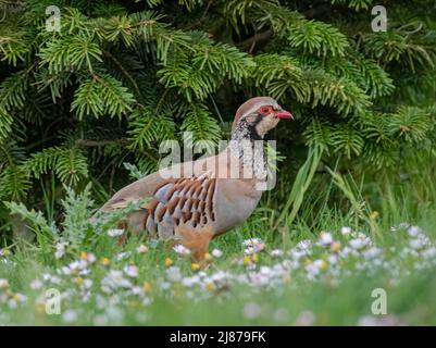 Ein farbenfrohes Rotbeinhuhn oder französisches Rebhuhn, das durch die Butterblumen und Gänseblümchen wandert. Suffolk, Großbritannien Stockfoto