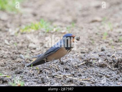 Eine Schwalbe (Hirundo rustica ), die etwas Schlamm um sich wirft, um ein Nest zu bauen .Suffolk, Großbritannien . Stockfoto