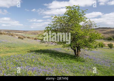 Holwell Lawn; Dartmoor National Park, Devon, Großbritannien. 13.. Mai 2022. UK Wetter: Bluebellige Teppiche in voller Blüte auf Holwell Lawn, in der Nähe von Haytor an einem schönen Frühlingsnachmittag. Dartmoor-Bluebells blühen etwas später in der Saison und werden voraussichtlich über das Wochenende viele Besucher in die Gegend locken. Kredit: Celia McMahon/Alamy Live Nachrichten Stockfoto