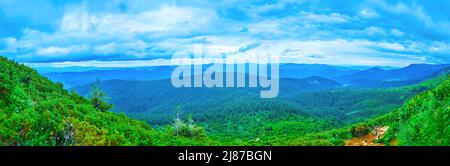 Panorama der Karpaten-Landschaft mit grünen Bergen, bedeckt mit Fichtenwäldern mit Wacholdersträuchern der Subalpine-Zone im Vordergrund, Mount Hove Stockfoto