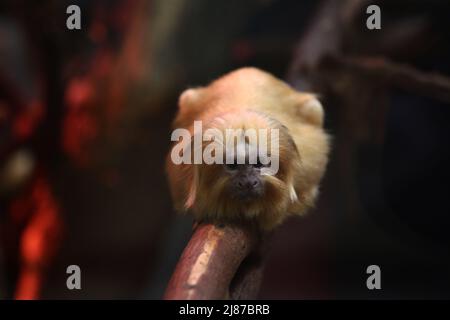 Porträt eines goldenen Löwentamarin, der auf einem Ast eines Baumes sitzt Stockfoto