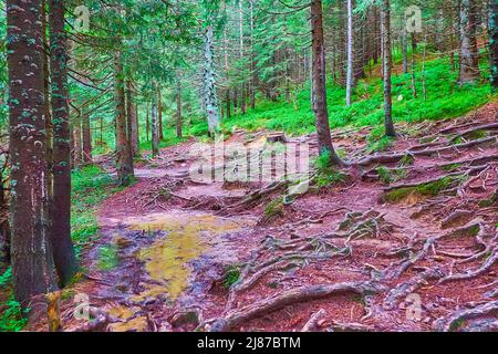 Der Nadelwald mit alten Baumwurzeln auf dem Boden, hohen Lärchenstämmen, flachem Bach und üppigem Grün, Mount Hoverla Hang, Karpaten, U Stockfoto