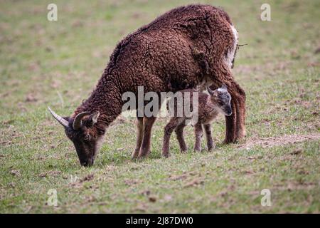 Das junge Lamm bleibt im Schutz der Mutter. Die beiden grasen entspannt auf einer grünen Wiese Stockfoto