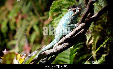 Grünes Chamäleon auf einem Ast. Chameleon aus der Familie der Eidechsen, angepasst an einen arborealen Lebensstil, in der Lage, die Körperfarbe in Übereinstimmung mit zu ändern Stockfoto