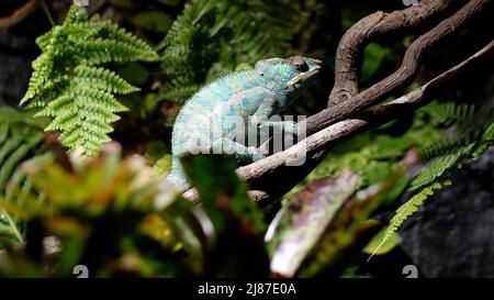 Grünes Chamäleon auf einem Ast. Chameleon aus der Familie der Eidechsen, angepasst an einen arborealen Lebensstil, in der Lage, die Körperfarbe in Übereinstimmung mit zu ändern Stockfoto