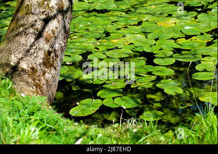 Grüne Seerose -Wasserpflanze mit ovalen, schwimmenden Blättern im Sommer Stockfoto